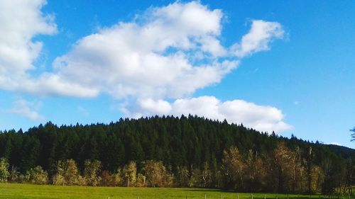 Panoramic view of trees on field against sky