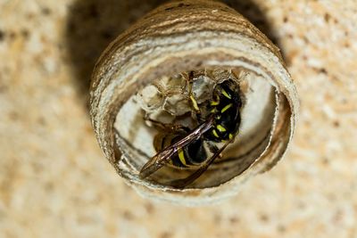 Close-up of bee in cocoon