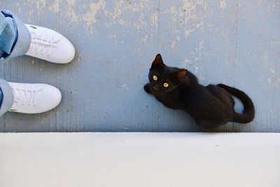 Portrait of cat sitting outdoors