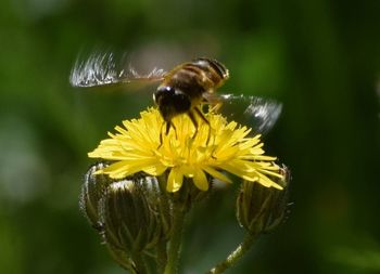 Close-up of bee pollinating on yellow flower