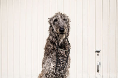 Portrait of dog looking at camera