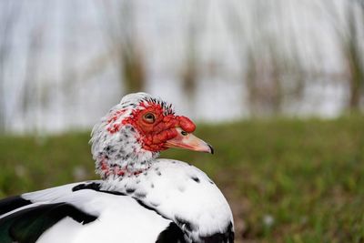 Close-up of a bird on a field