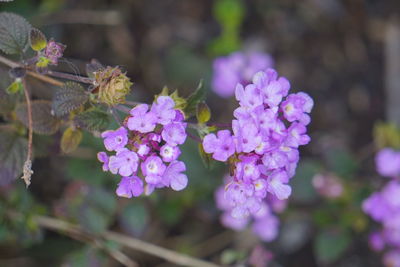 Close-up of pink flowers