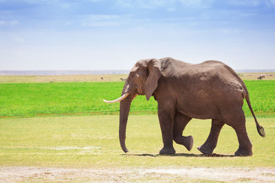 Side view of elephant in the field