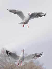 Flock of birds flying