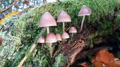 Close-up of mushrooms