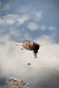 Brown leaf and blue sky and clouds in a puddle