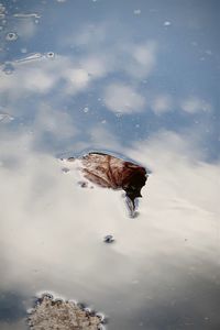 High angle view of turtle swimming in sea