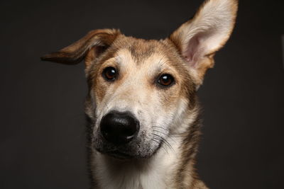 Close-up portrait of a dog over black background