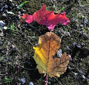 Close-up of maple leaves fallen on water