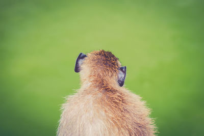 Close-up of a bird