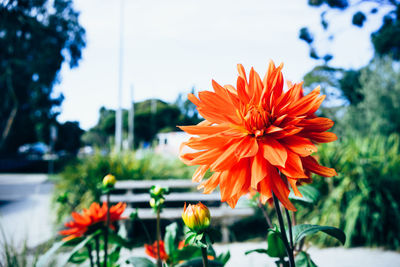 Close-up of orange flowering plant