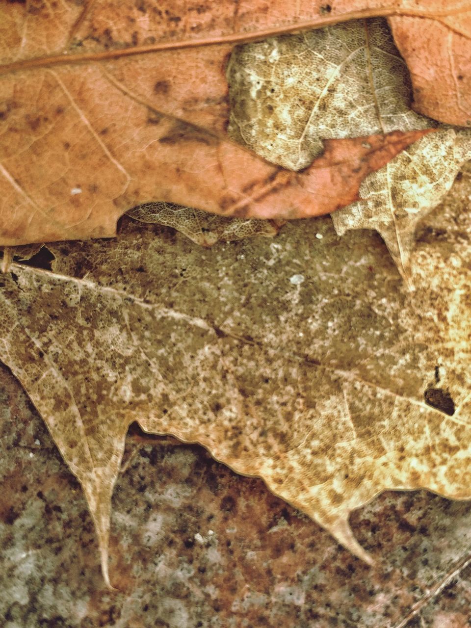 leaf, high angle view, dry, textured, close-up, full frame, day, natural pattern, outdoors, backgrounds, nature, brown, no people, pattern, rough, cracked, autumn, ground, wall - building feature, rock - object