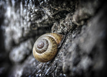 Close-up of snail on rock