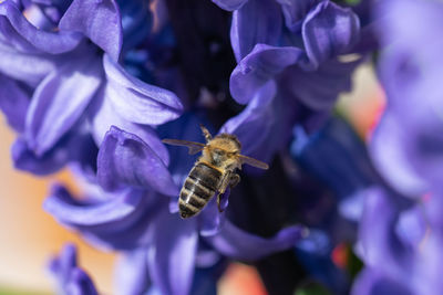 Close-up of bee pollinating on purple flower