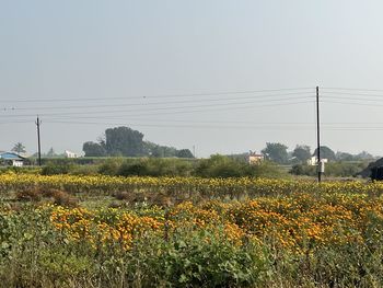 plant