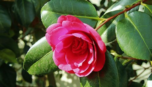 Close-up of red rose