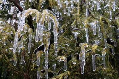 Close-up of frozen plants against trees