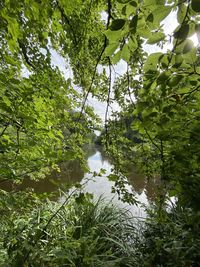 Trees growing in forest