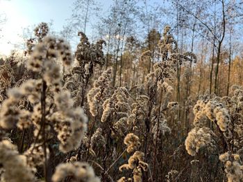Close-up of dry flowers on field