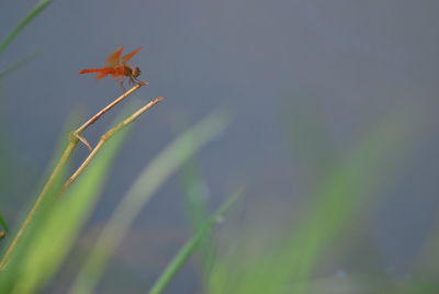 Close-up of lizard on plant