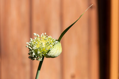 Close-up of flowering plant