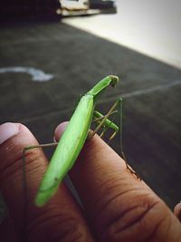 Close-up of hand holding grasshopper