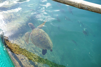 High angle view of fish swimming in sea