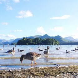 Flock of seagulls on beach