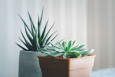 Close-up of potted plant