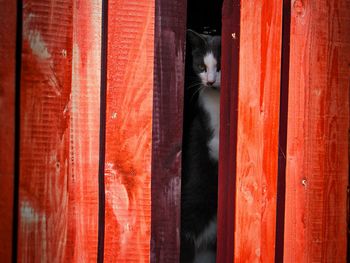 Close-up of cat on red curtain