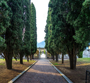 Trees in park against sky