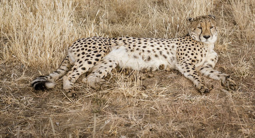 View of a cat on field