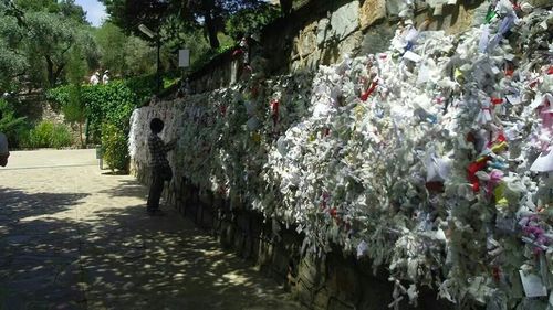 View of flowers in bloom