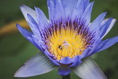 Close-up of purple flower blooming outdoors