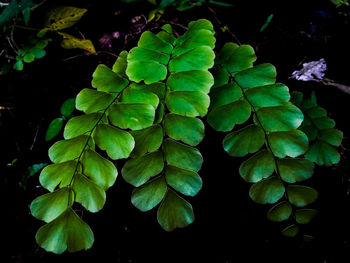 Close-up of hydrangeas at night