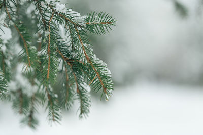 Wet snow on branch of pine tree in park, closeup