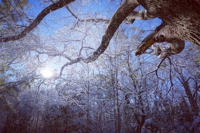 Low angle view of bare trees against sky during winter