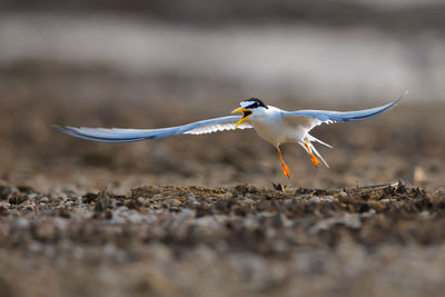 Close-up of bird flying over field