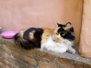 Portrait of a cat looking away
