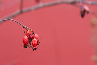 Close-up of red berries on plant