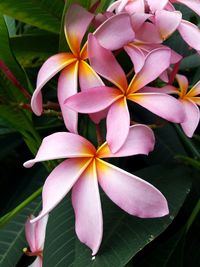 Close-up of pink flowers in park