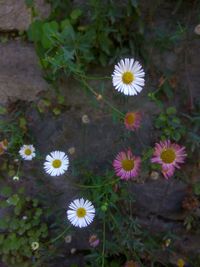 High angle view of flowering plant on field