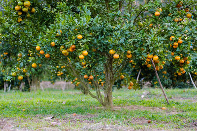 Orange fruit on field
