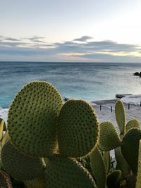 Cactus growing on beach against sky