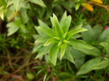 High angle view of plant growing on field