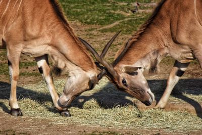 Close-up of horses