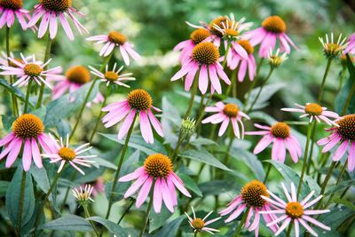 Close-up of coneflowers blooming outdoors