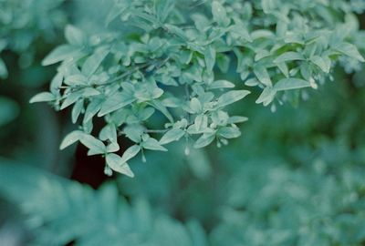 High angle view of plant in park