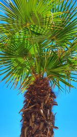 Low angle view of palm tree against blue sky